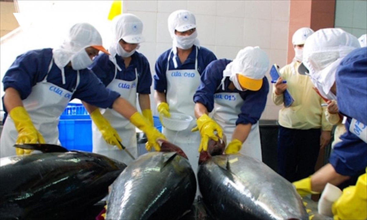 Tuna exports to Canada double following sharp fall